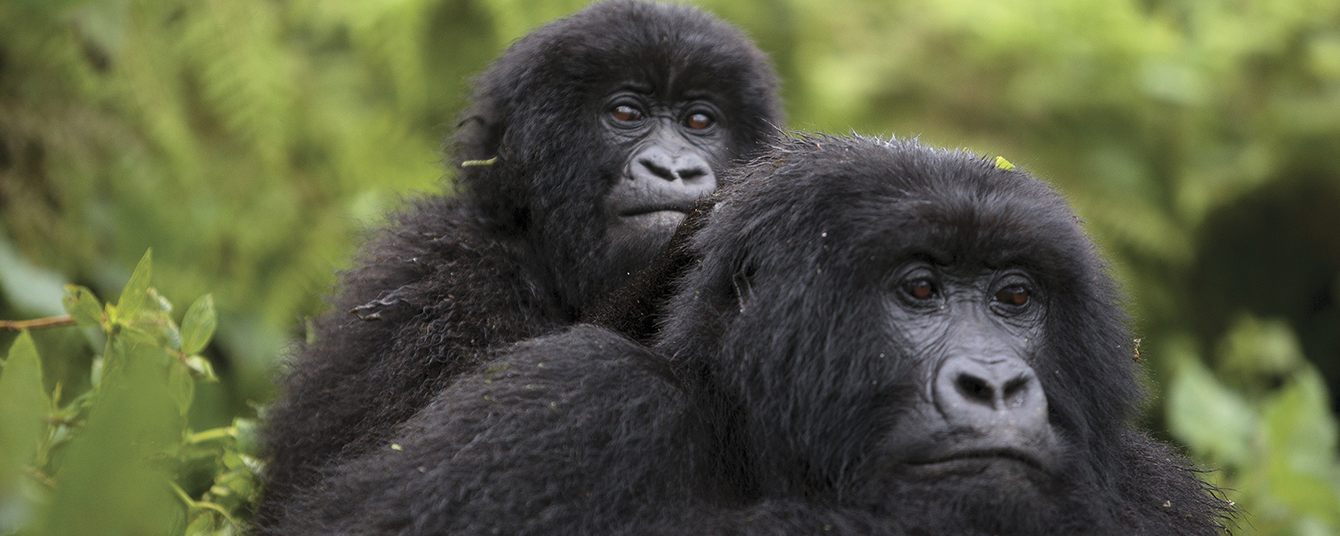 Agashya Gorilla Family Rwanda