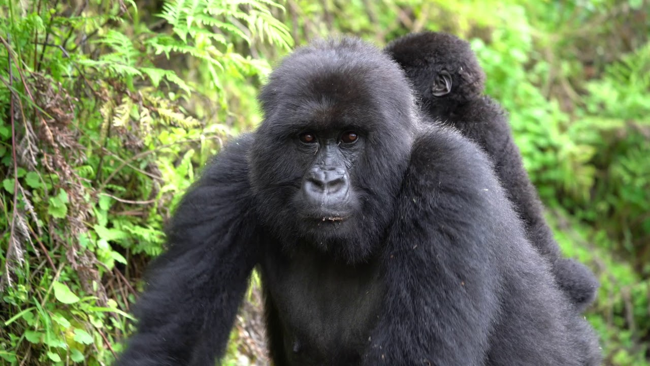 Amahoro Gorilla Family Rwanda