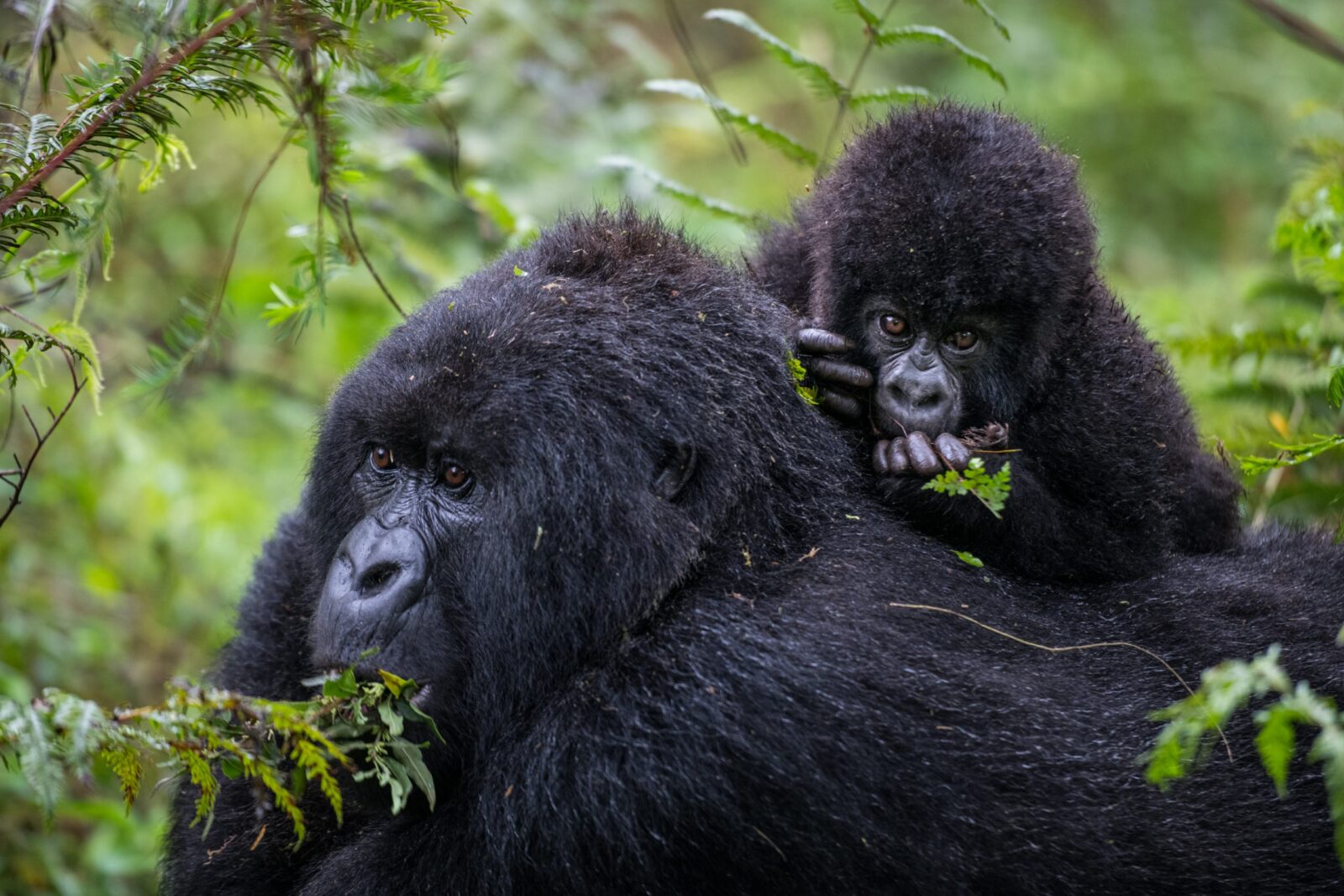 Amahoro Gorilla Family Rwanda