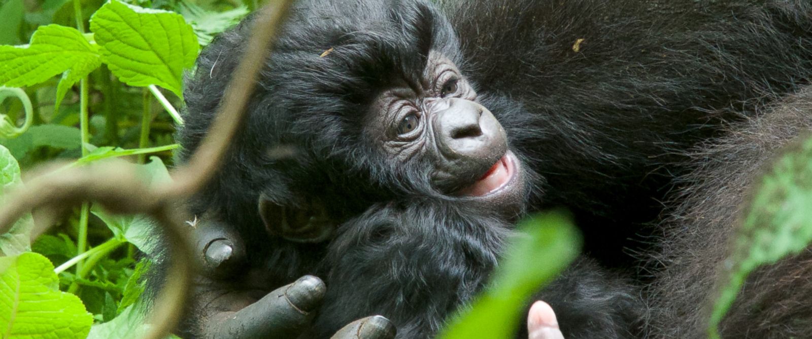 Bikyingi Gorilla