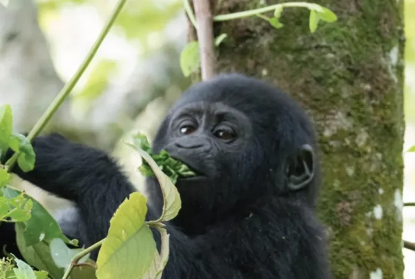 Bitukura Gorilla