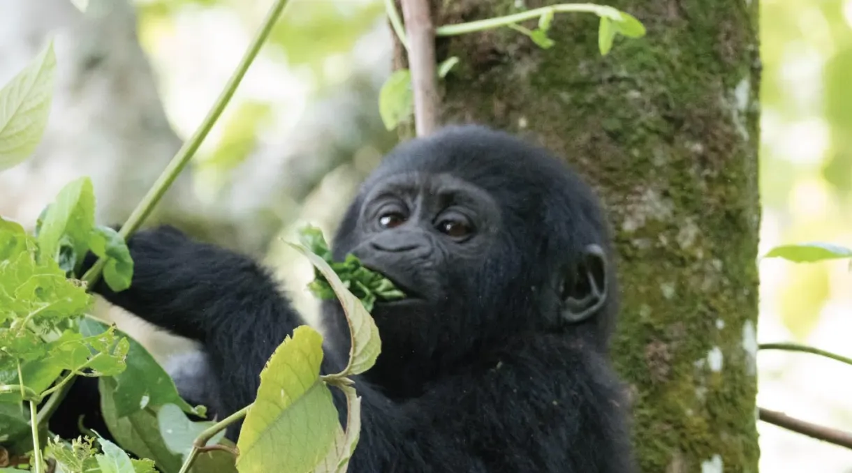 Bitukura Gorilla Family Ruhija