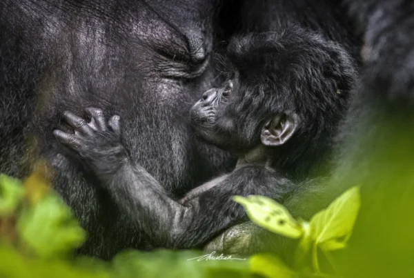 Busingye Gorilla