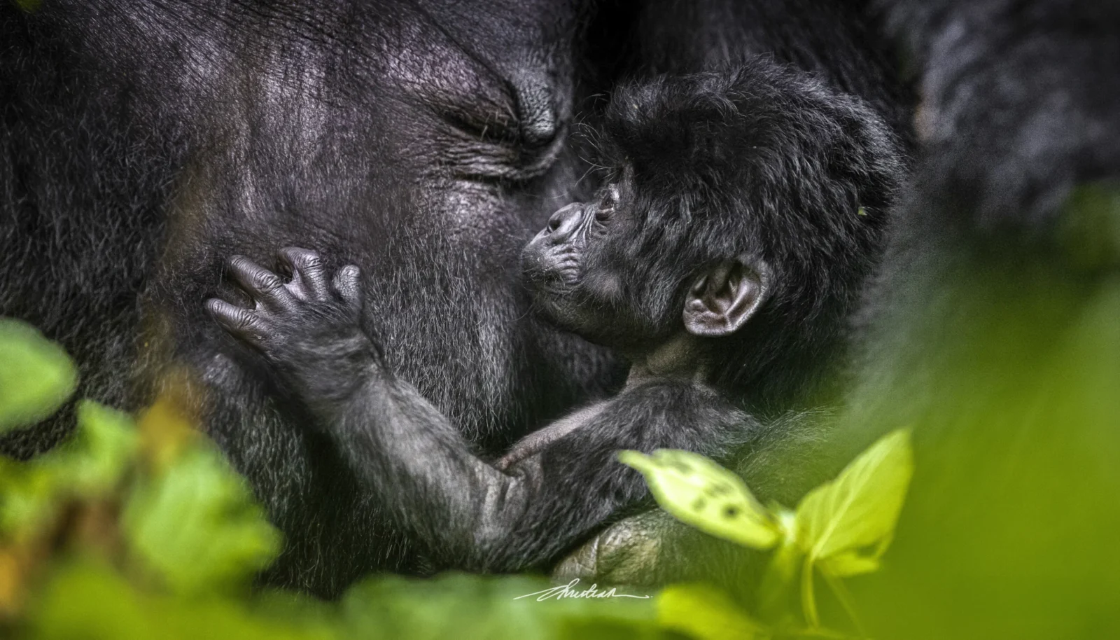 Busingye Gorilla Family Rushaga