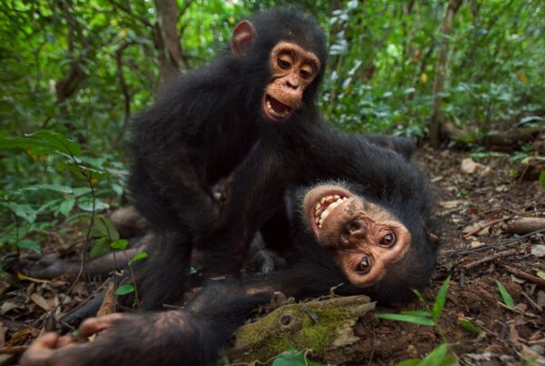 Gorilla Safari vs Chimpanzee