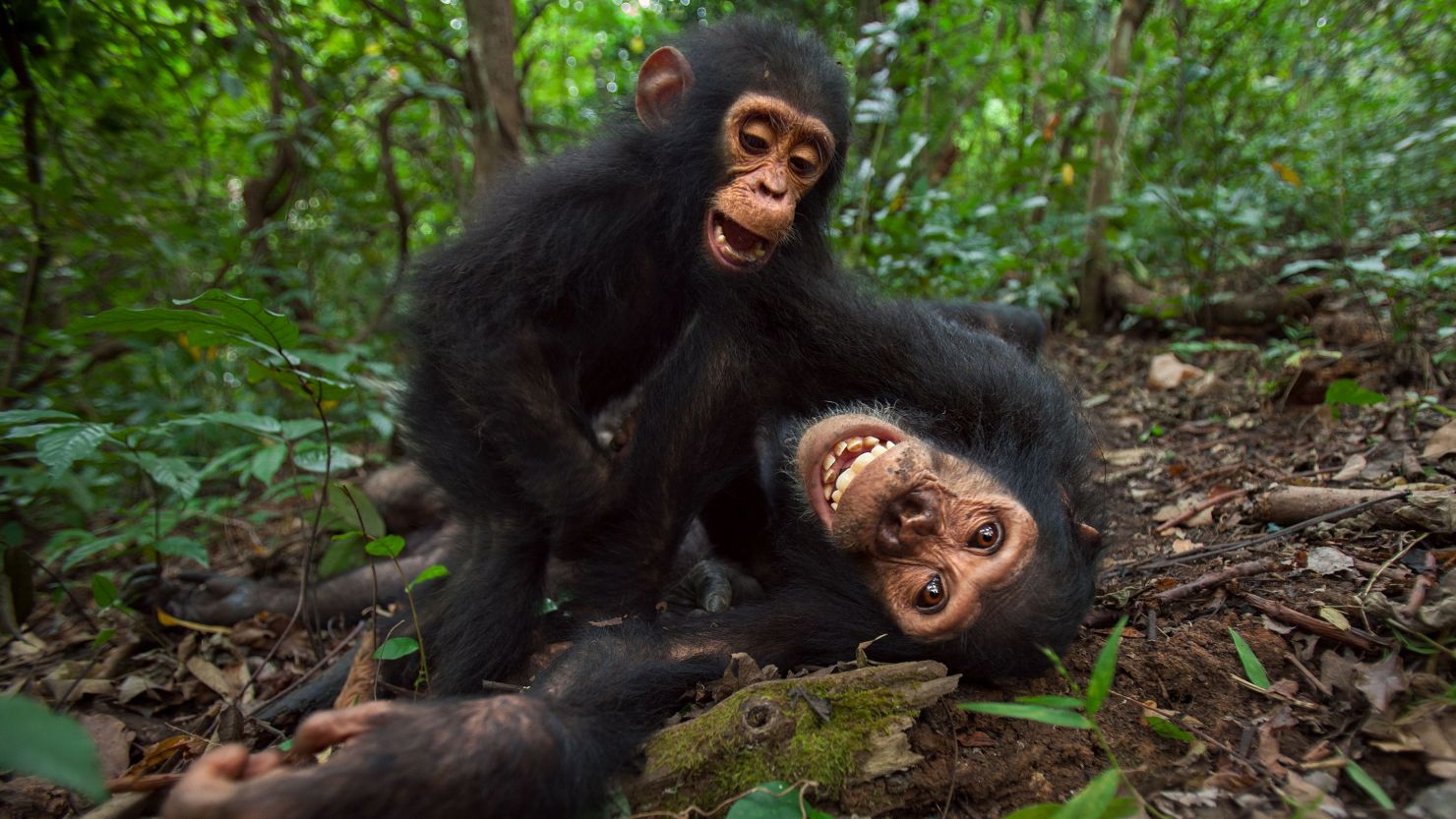 Gorilla Safari vs Chimpanzee