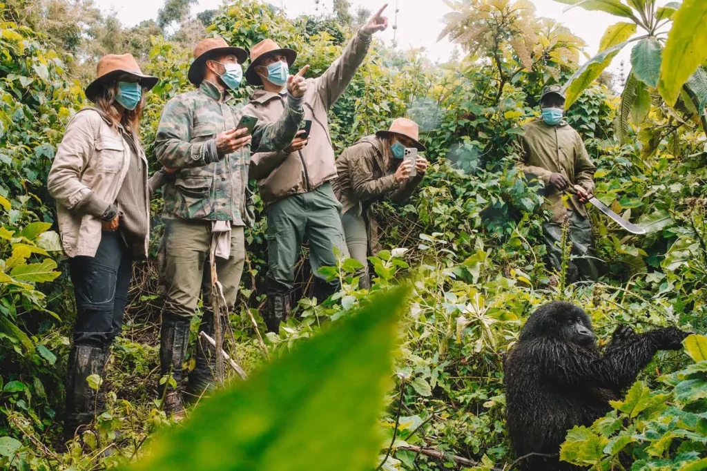 Do Gorillas Attack Tourists on Safari?