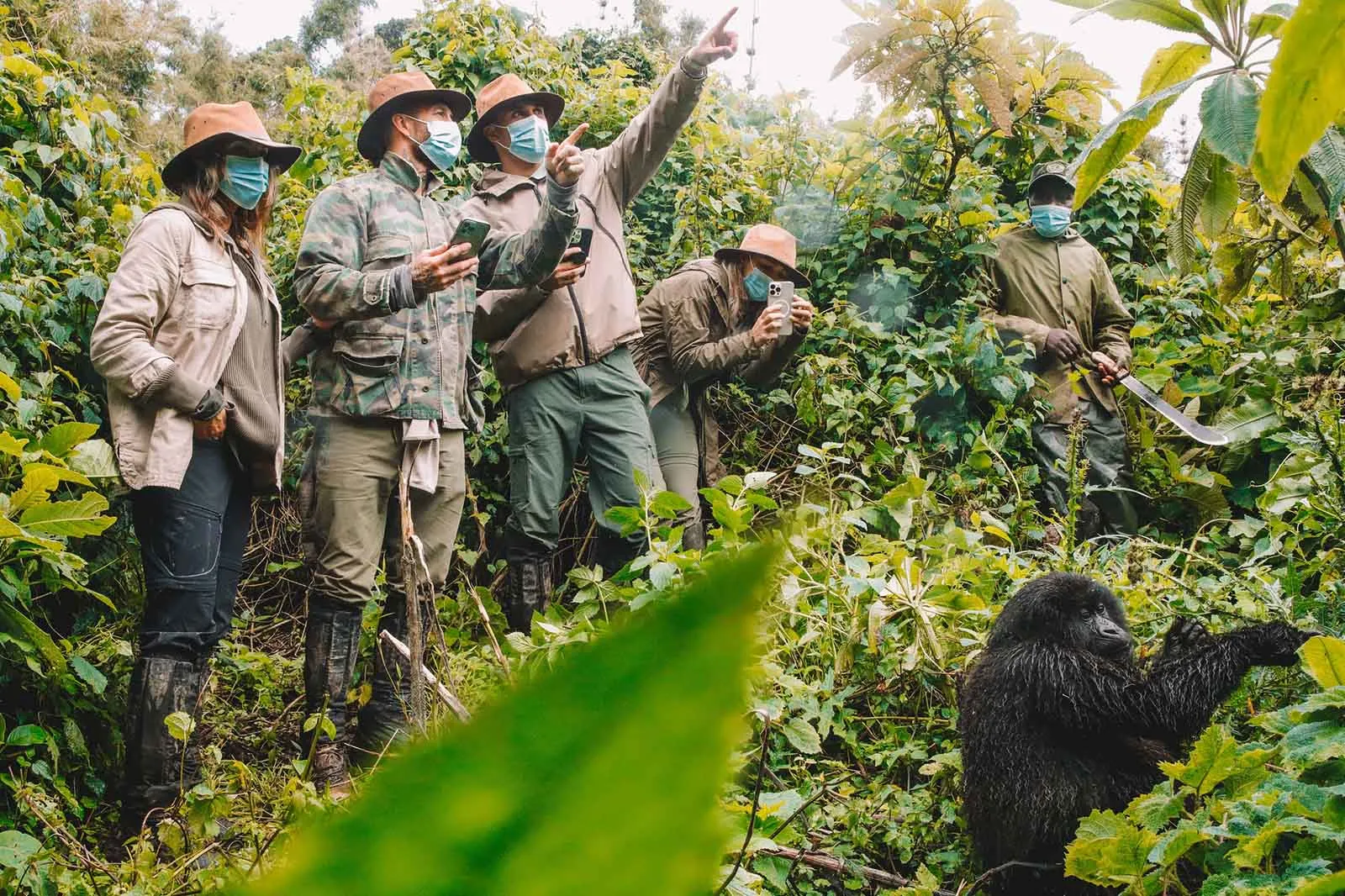 Do Gorillas Attack Tourists on Safari?