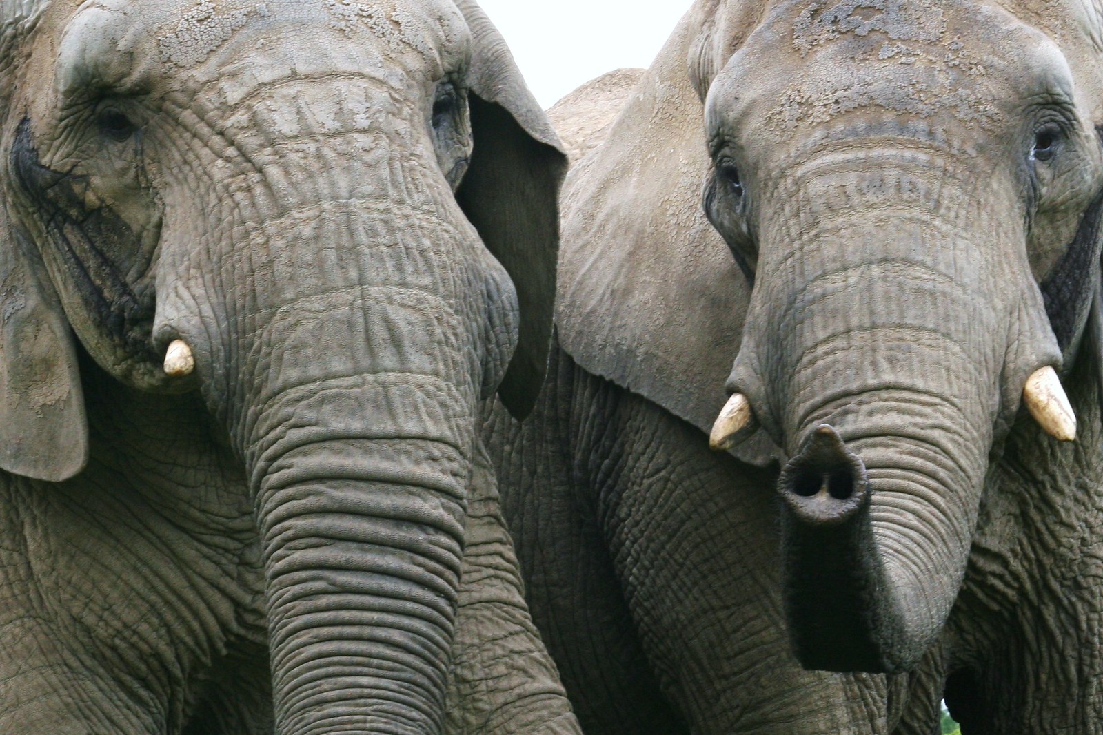 Gorilla Safaris vs Elephant Safari