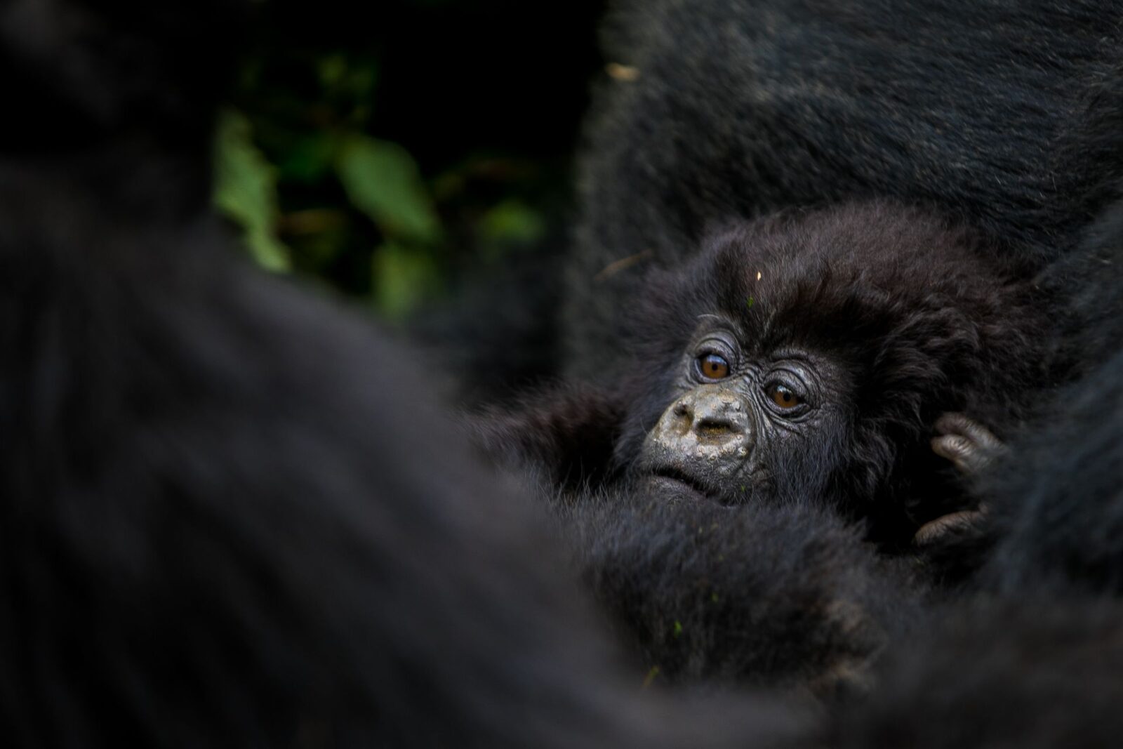 Gorilla Safari Chest Beating