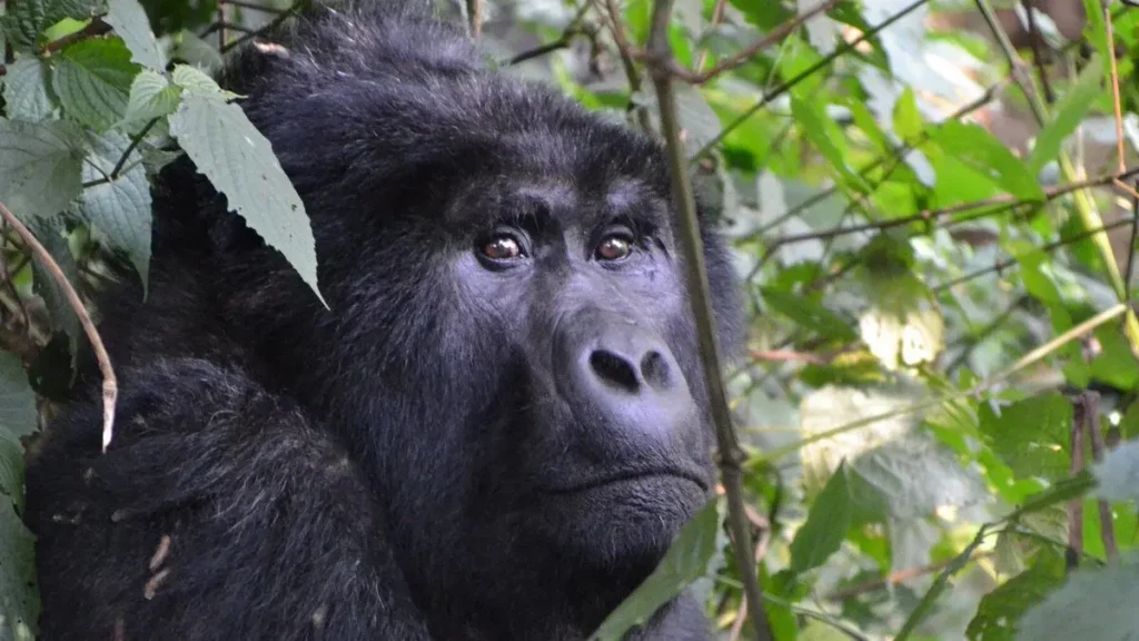 Gorilla Safaris Uganda vs Tanzania