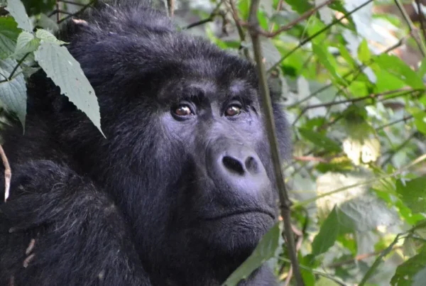 Gorilla Safaris Uganda vs Tanzania