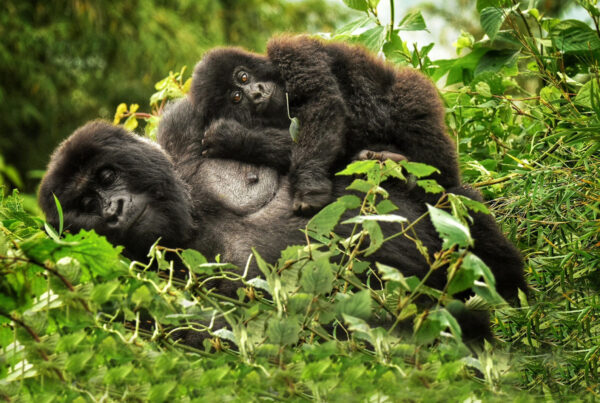 Gorilla Safaris Budget vs Luxury