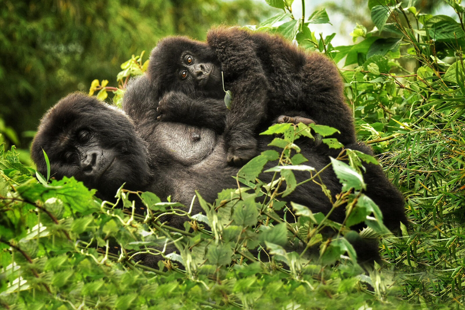 Gorilla Safaris Budget vs Luxury