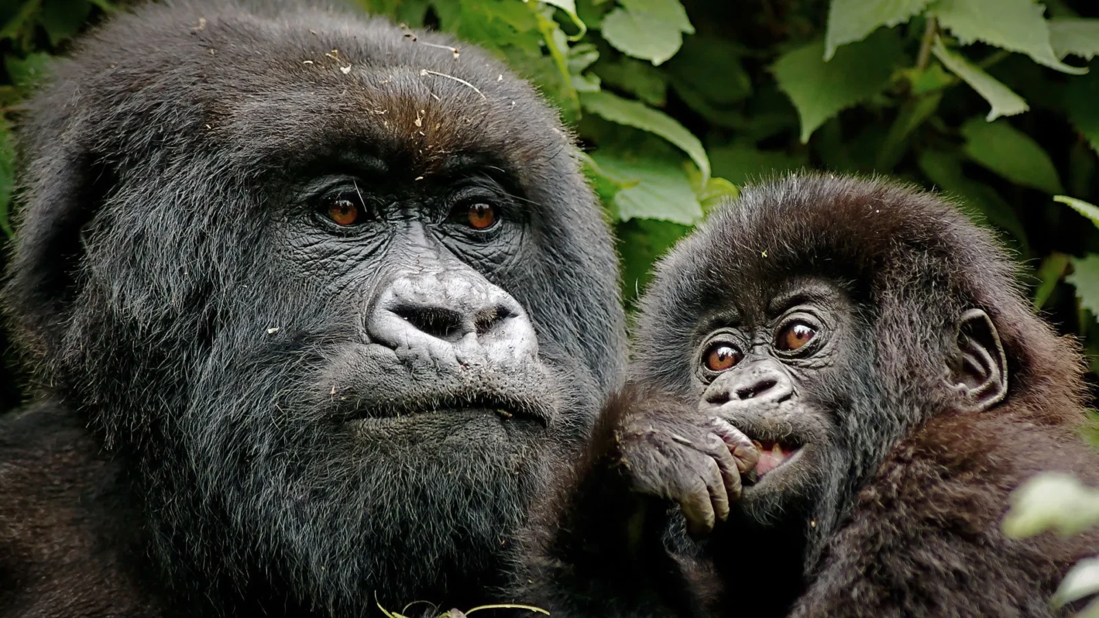 Mountain Gorilla Communication Safari
