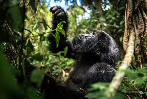 Gorilla Safaris Dry Season vs Wet Season