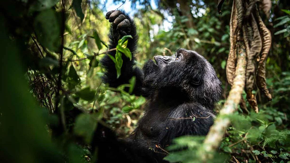 Gorilla Safaris Dry Season vs Wet Season