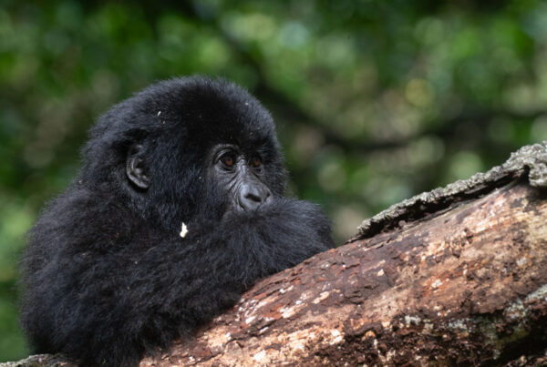 Mountain Gorilla Communication Safari