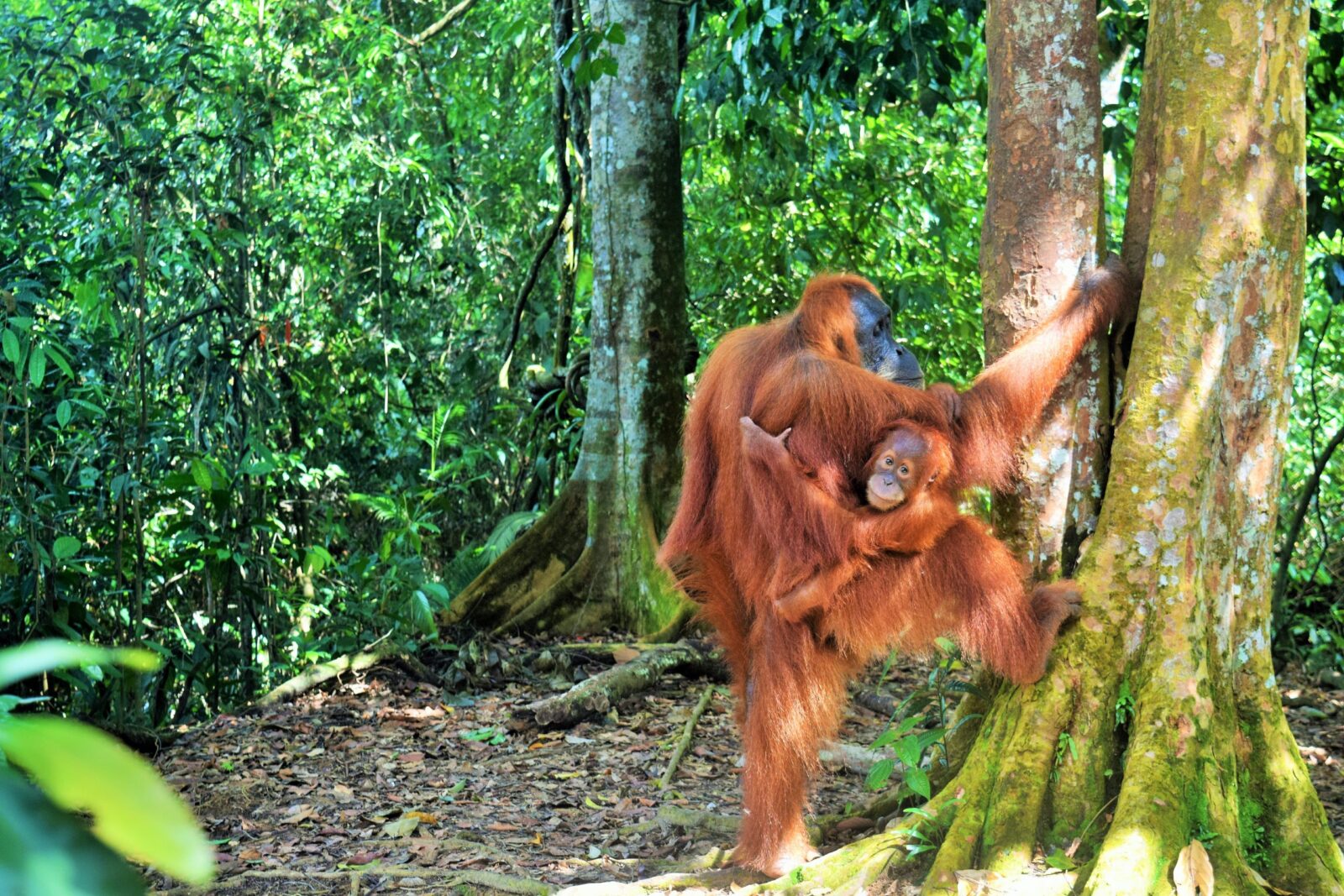 Gorilla Safaris vs Orangutan Trek