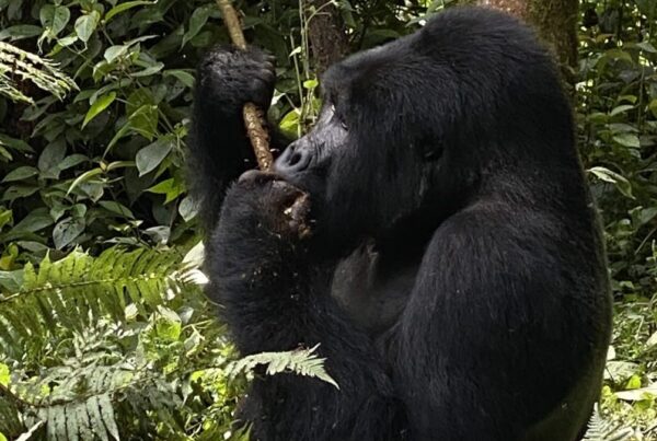 Gorilla Safari Tool Use