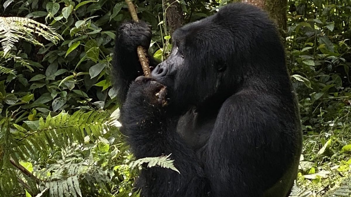 Gorilla Safari Tool Use