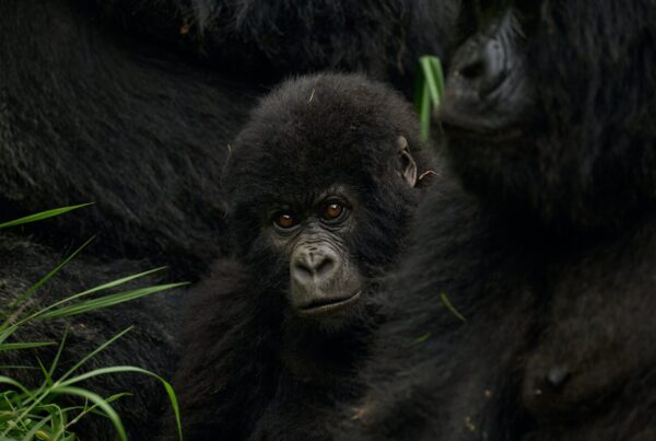 Habinyanja Gorilla Group