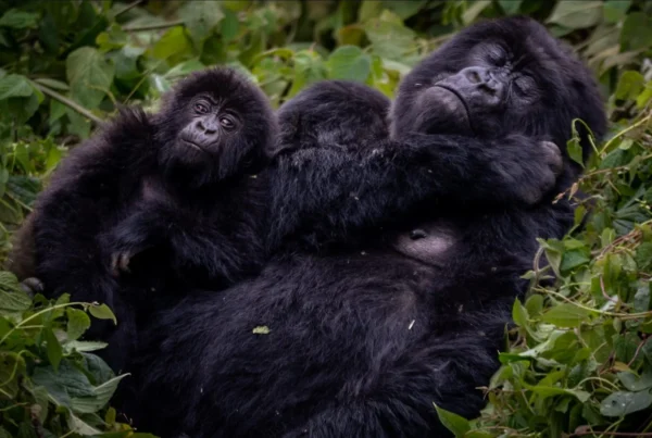 Hirwa Gorilla Family Rwanda
