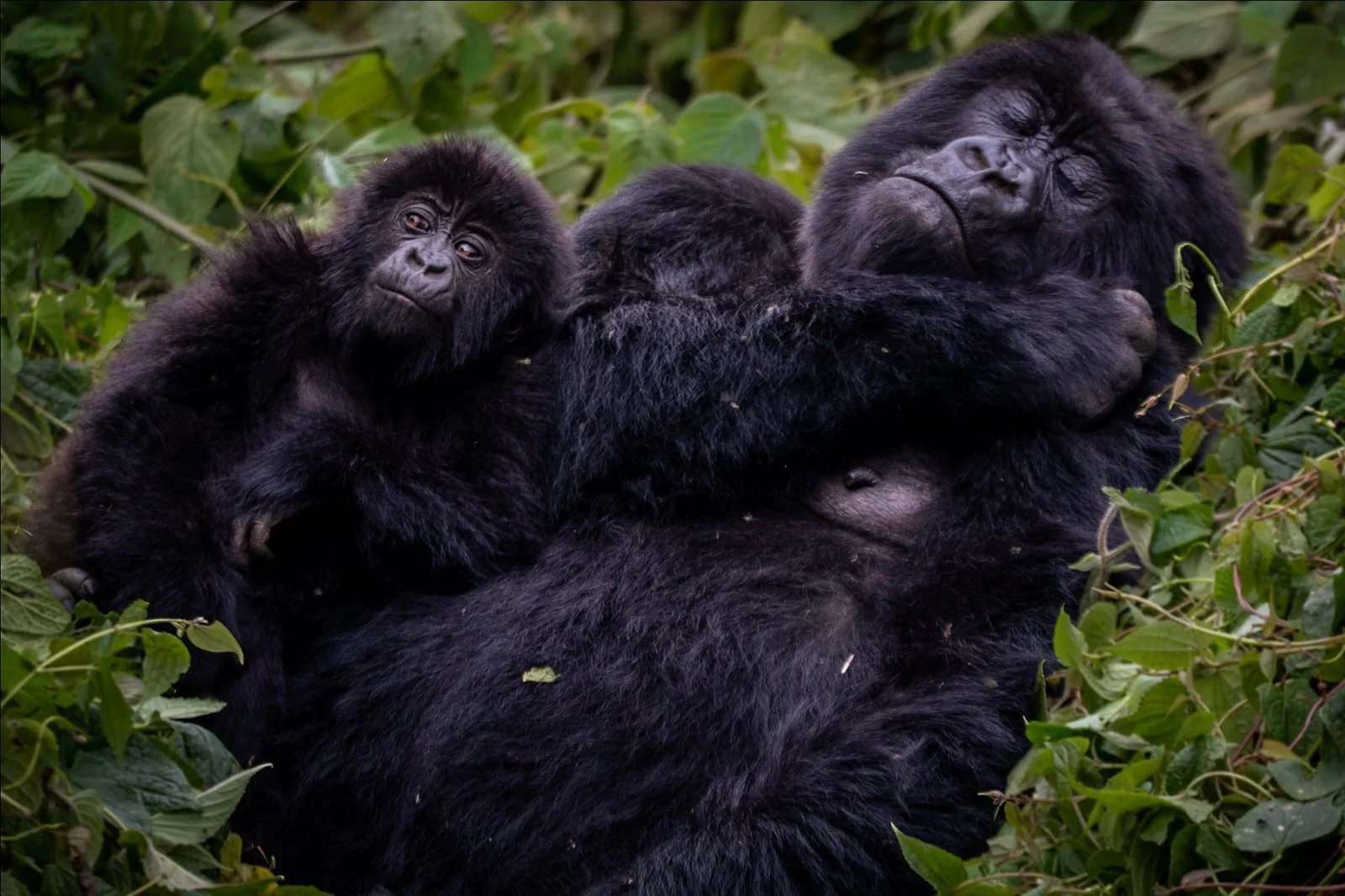 Hirwa Gorilla Family Rwanda