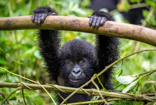 Is a Gorilla Safari Physically Demanding?