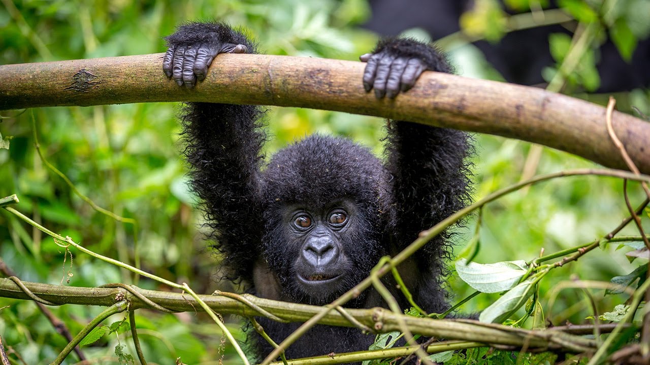 Is a Gorilla Safari Physically Demanding?