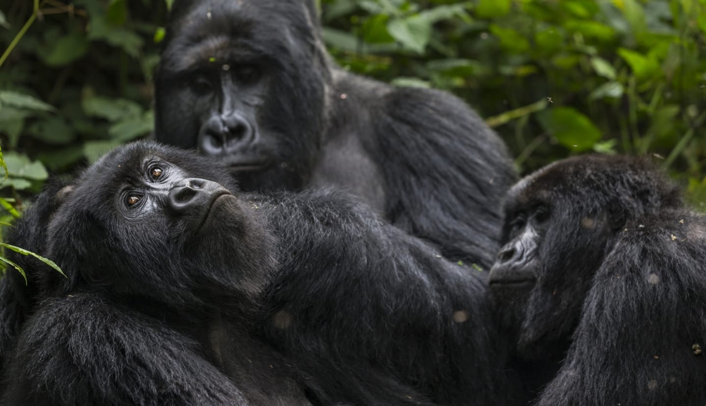 Kahungye Gorilla