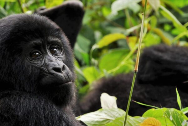 Kahungye Gorilla