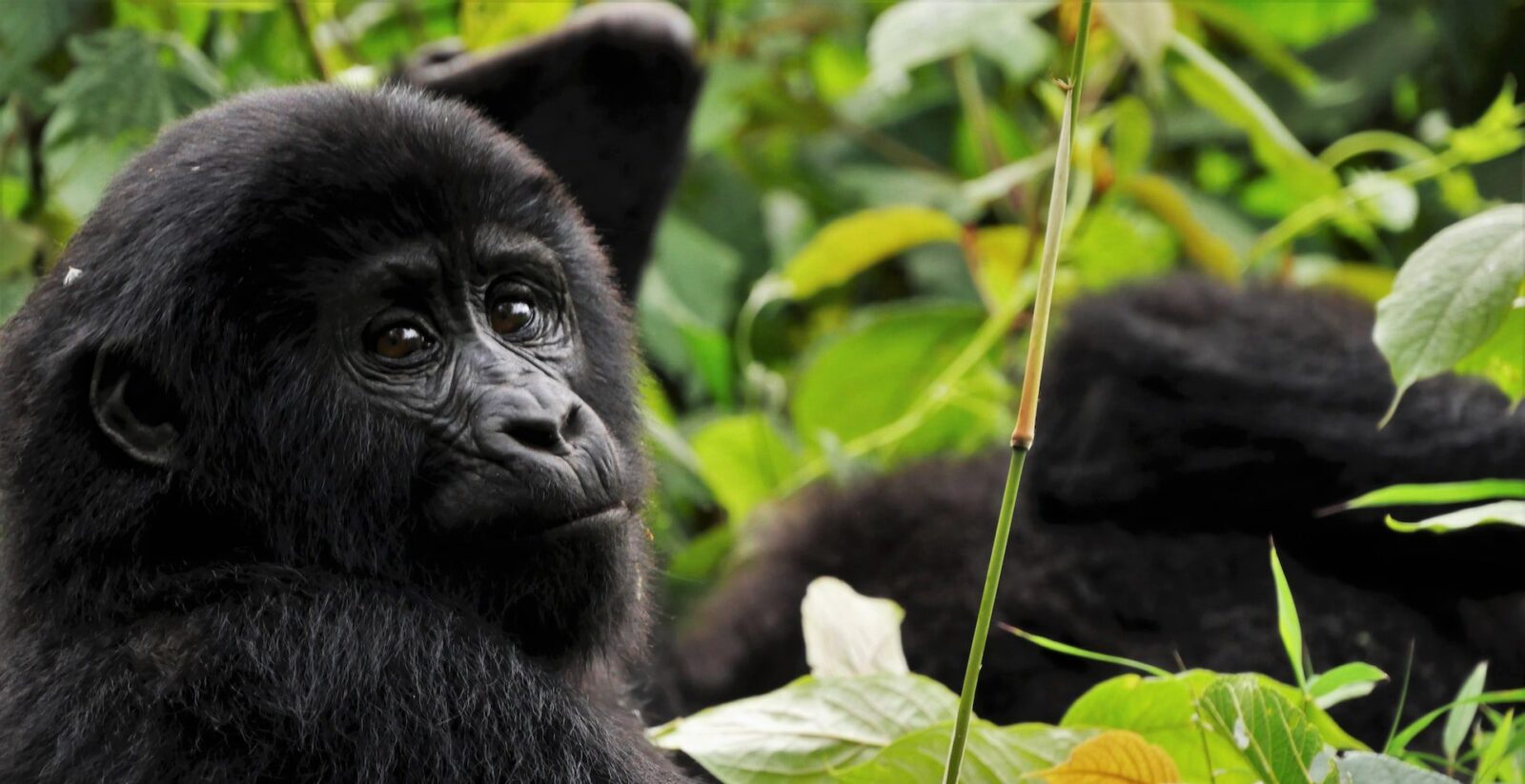 Kahungye Gorilla Family Rushaga