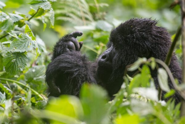 Kwitonda Gorilla Family Rwanda