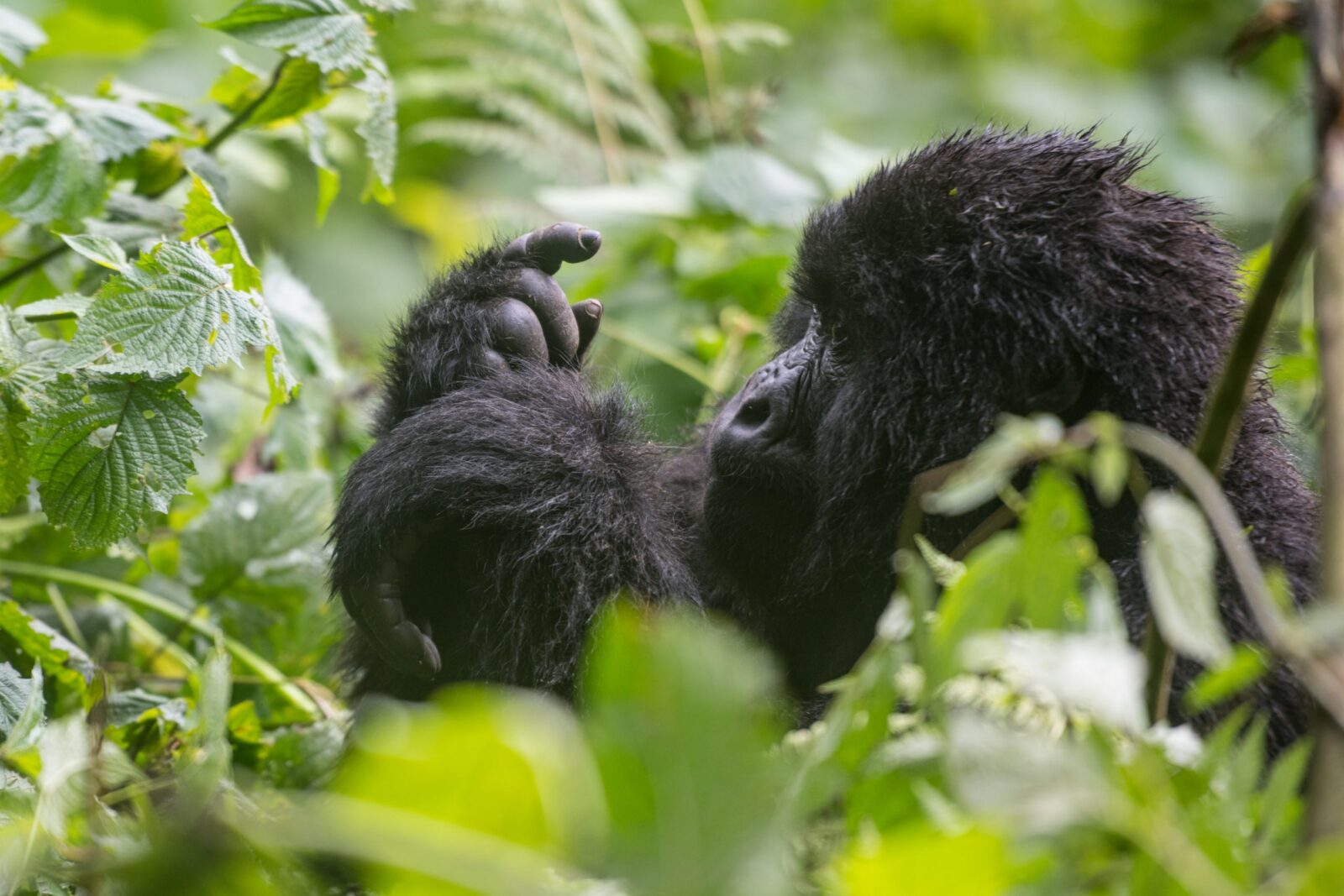 Kwitonda Gorilla Family Rwanda