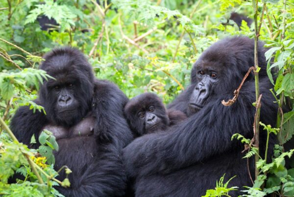 What Is a Gorilla Safari?