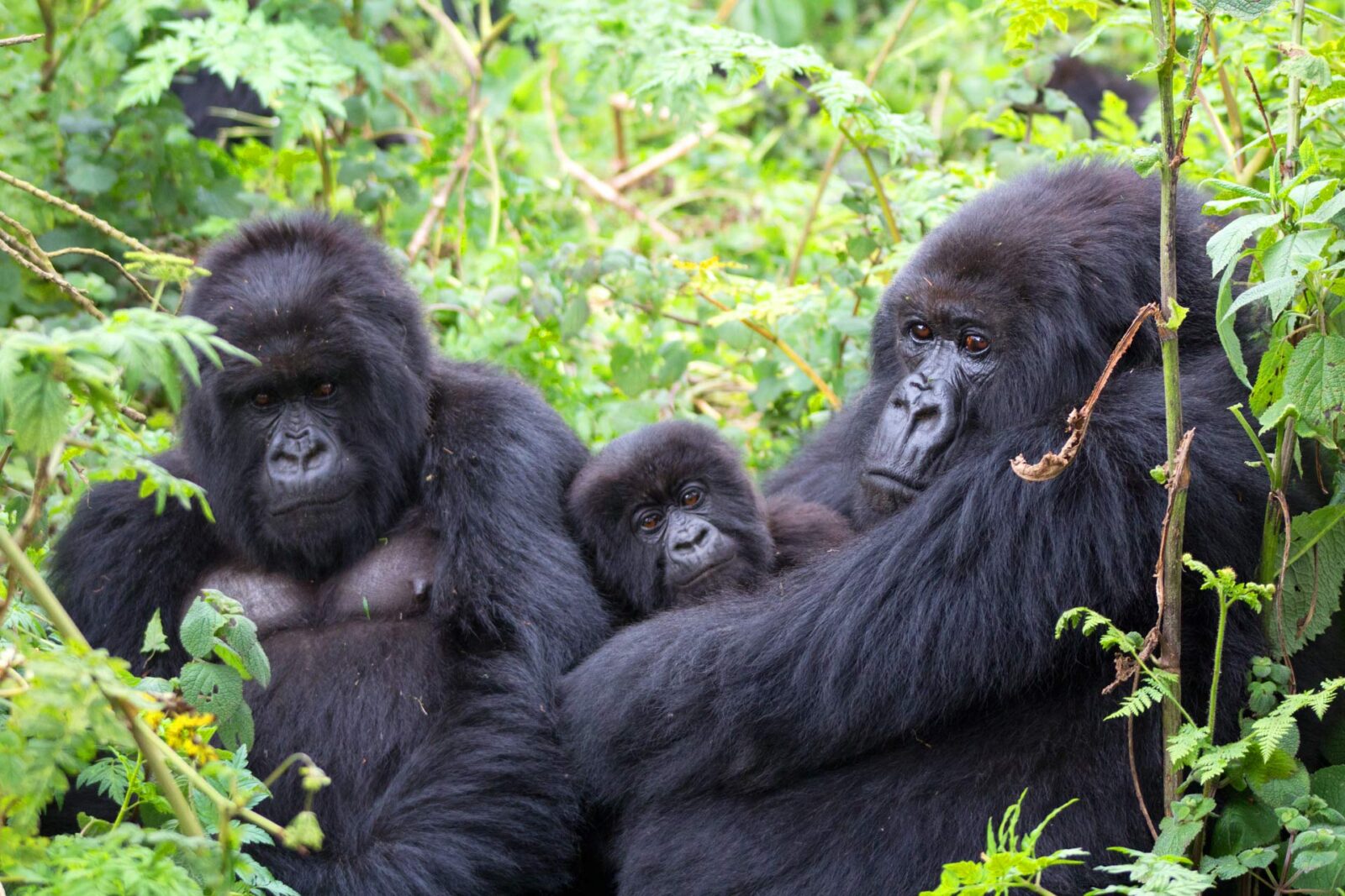 What Is a Gorilla Safari?