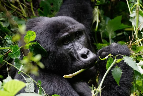 Gorilla Safaris Uganda vs Congo