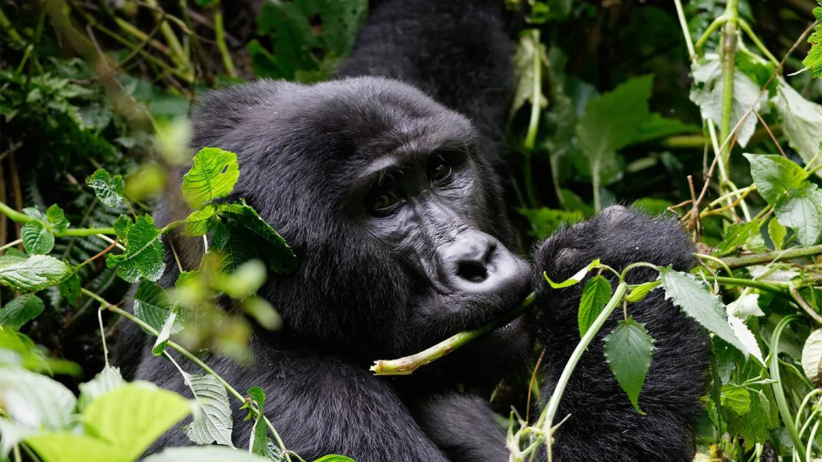Gorilla Safaris Uganda vs Congo