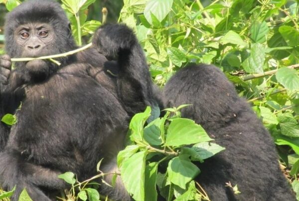 What Medical Conditions Stop You Going on a Gorilla Safari?