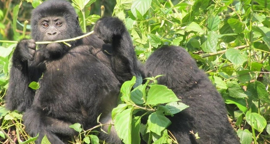 What Medical Conditions Stop You Going on a Gorilla Safari?
