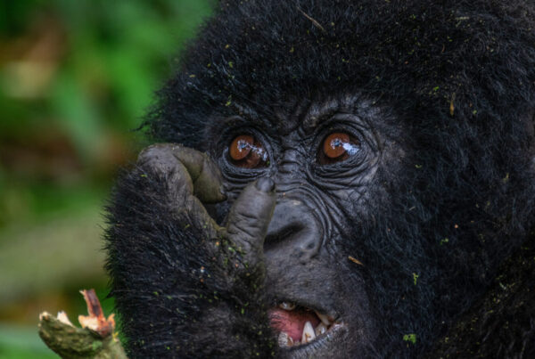 Can Children Go on a Gorilla Safari?