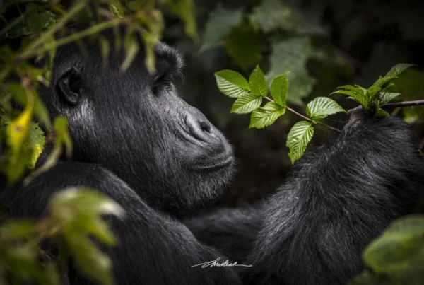 Mishaya Gorilla