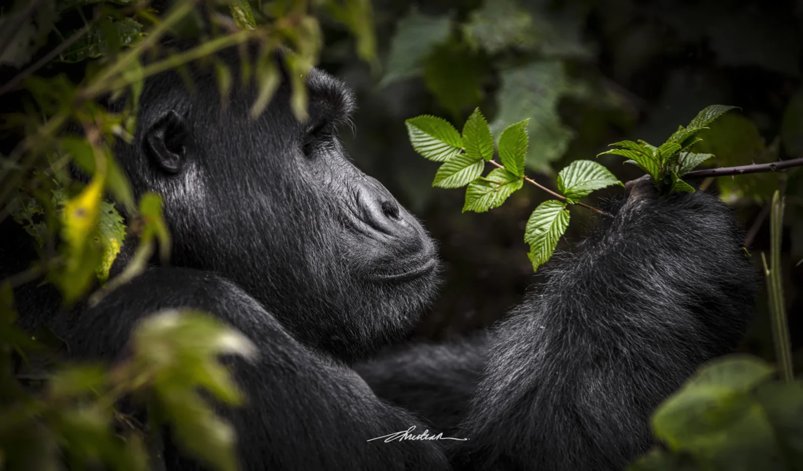 Mishaya Gorilla Family Rushaga