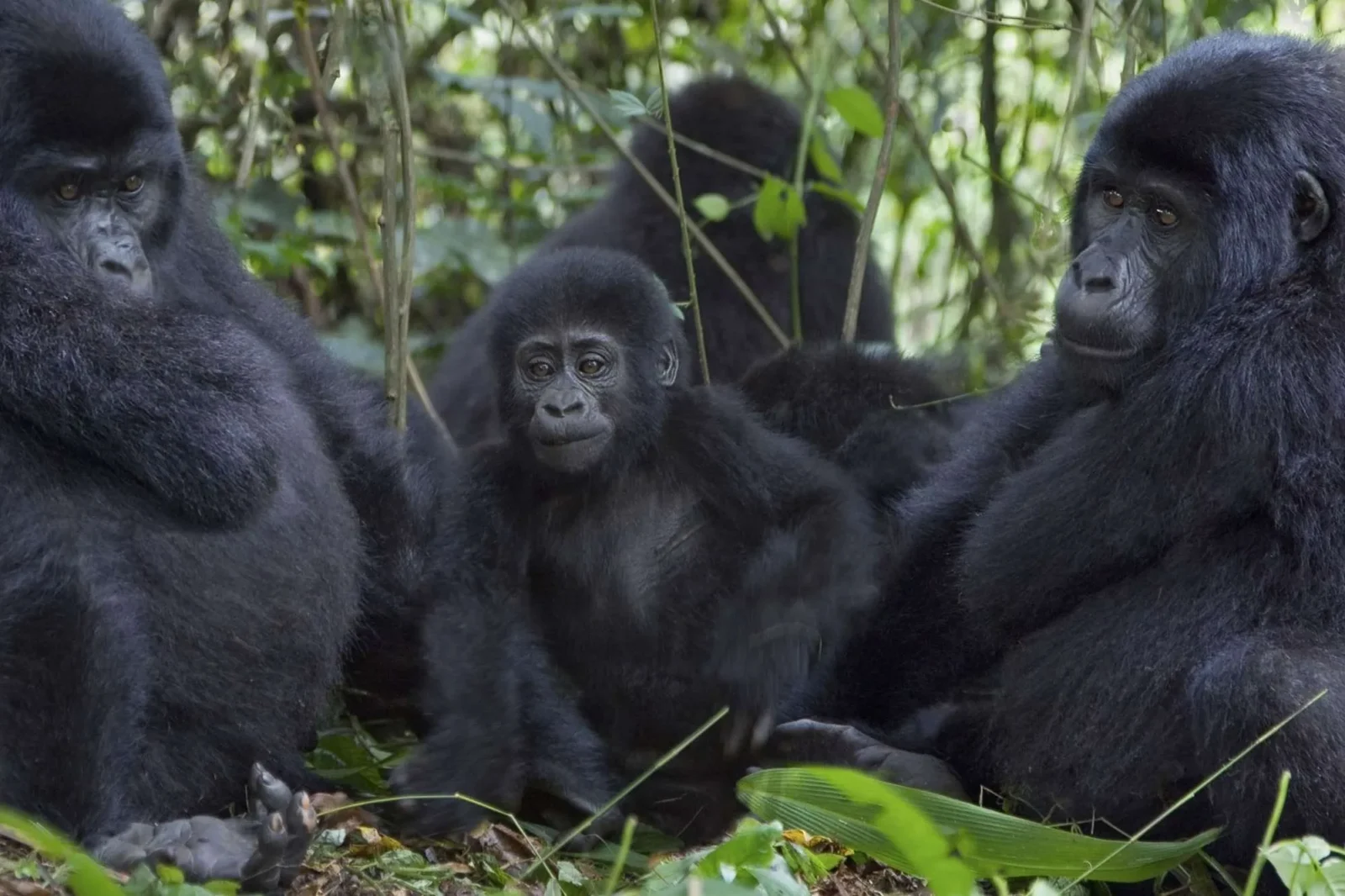 Mountain Gorilla Diet Safari