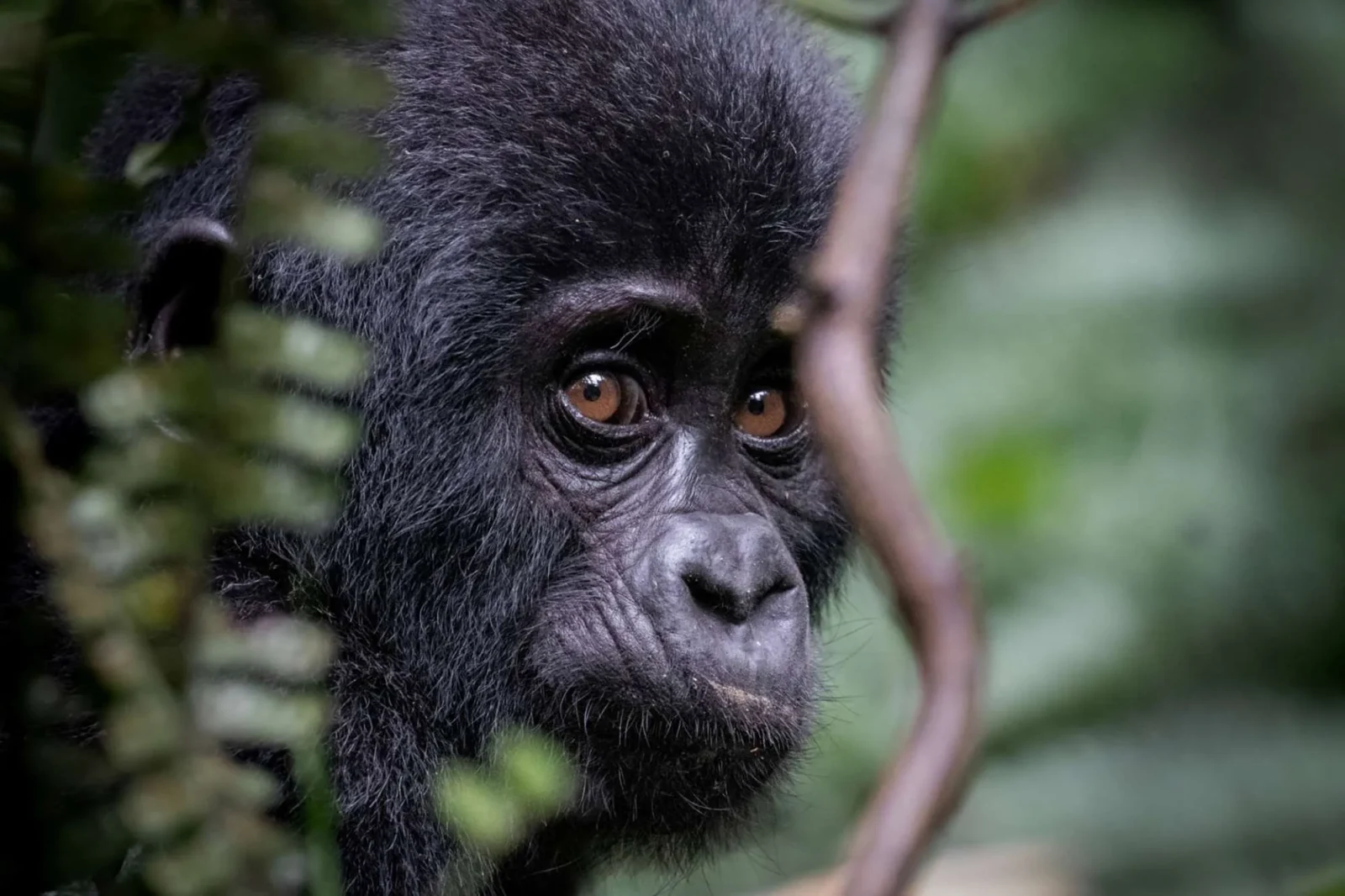 Mountain Gorilla Intelligence Safari