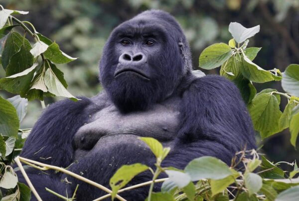 Mountain Gorilla Intelligence Safari