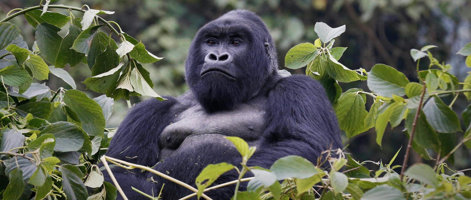Mountain Gorilla Intelligence Safari