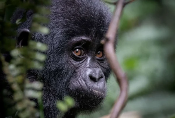 Mountain Gorillas