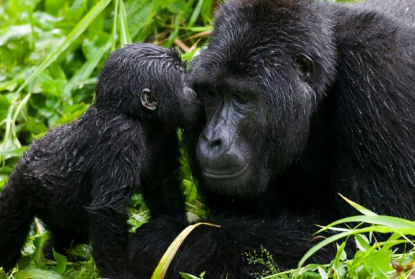 Mubare Gorilla Family